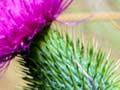 Scotch thistle (1st of 3)