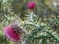 Nodding thistle 