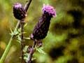 Californian thistle