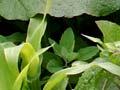 Weeds in maize crop