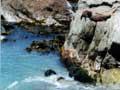 Seals at Kaikōura
