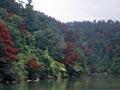 Red flowering trees on banks of river