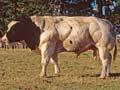 Belgian Blue bull (1st of 3)