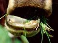 Grazing dairy cattle
