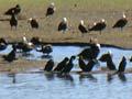 Matatā bird sanctuary