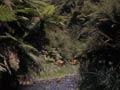 A source of the Whakatāne River