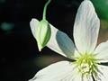 Puawānanga flower