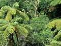 Native forest, Whanganui National Park