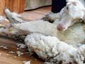 Blade shearing