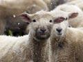 Sheep eating swedes