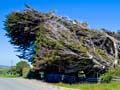Wind-blown macrocarpas
