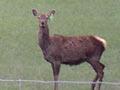 Deer farming