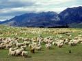 Sheep farm
