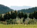 The Waimana Valley