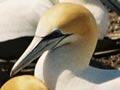 Gannet colony at Cape Kidnappers