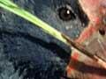 Takahē 