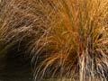 Red tussock