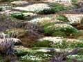 Cushion plants and moss