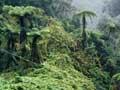 Wild kiwifruit