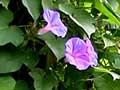 Blue morning glory