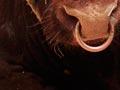 Prize-winning beef Shorthorn