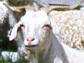Buck and doe goats