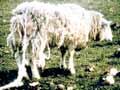 Sheep with scrapie