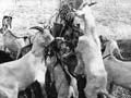 Kiko goats