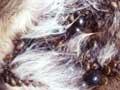 Deer ticks