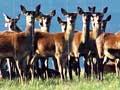 Deer fencing
