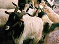 Goat herd
