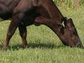 Cross-bred cows