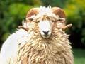 Drysdale ram (1st of 2)
