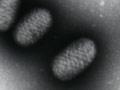 Scabby mouth virus