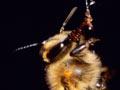 Collecting honeydew