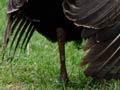 Turkeys