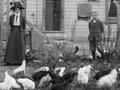 Backyard chickens 