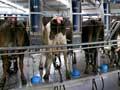 Rotary milking