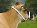 Jersey cow