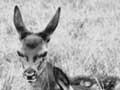 Deer at Awhea Station (1st of 3)