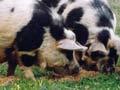 Kunekune pigs