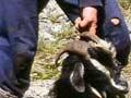 Auckland Islands goat