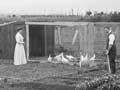 Domestic chicken run 