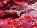Lungworm in deer