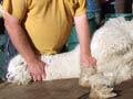 Alpaca shearing