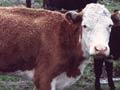 Copper deficiency in cattle