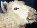 Scabby mouth in a lamb (1st of 2)