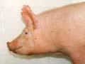 Large White pig