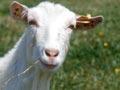 Saanen milking goat
