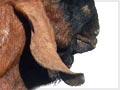 Anglo-Nubian goats